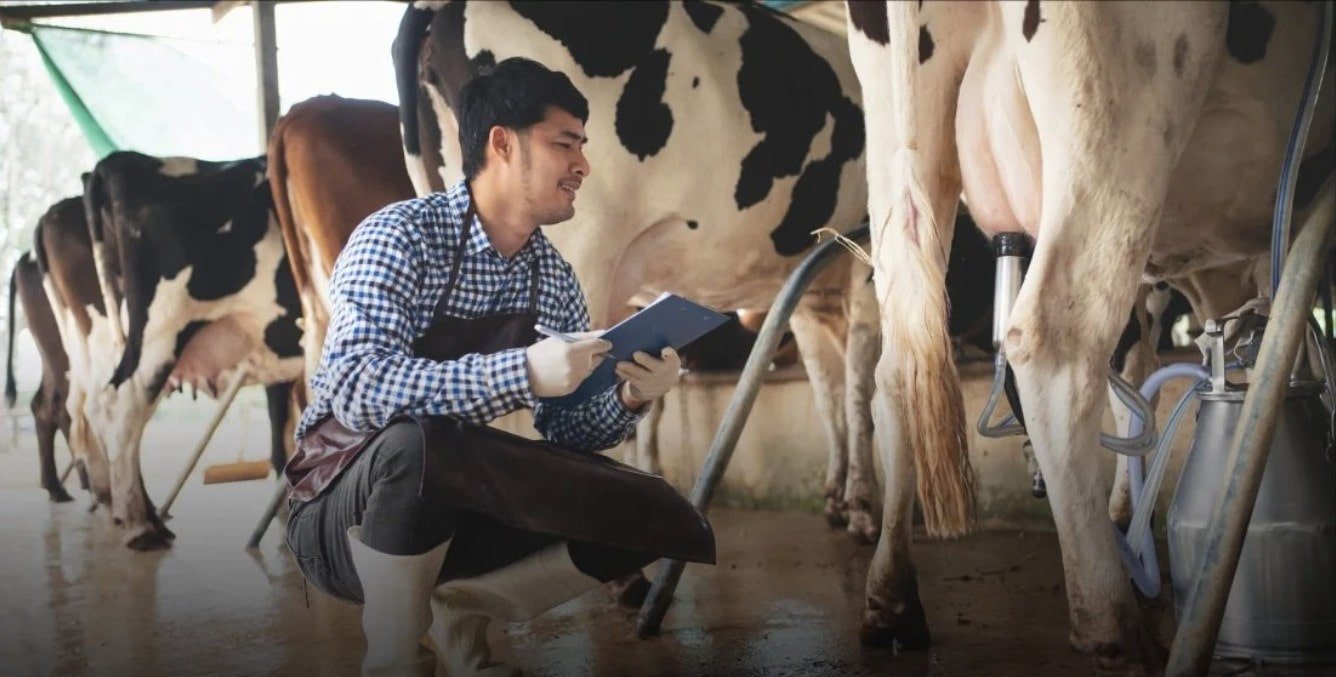 Boy checking on cow with white boots and gloves.jpg