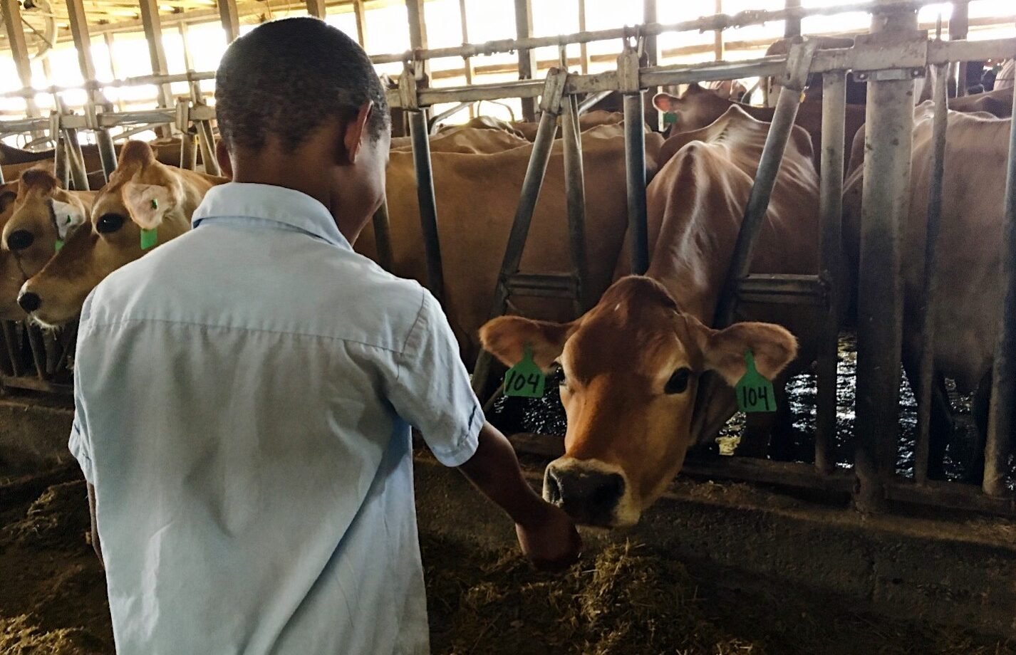 Dairy Foods: STEM Classroom Resources