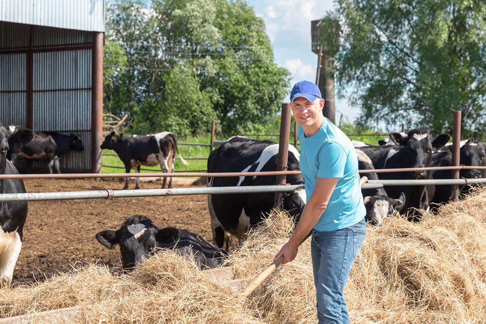 dairy farming and its role in the U.S. economy