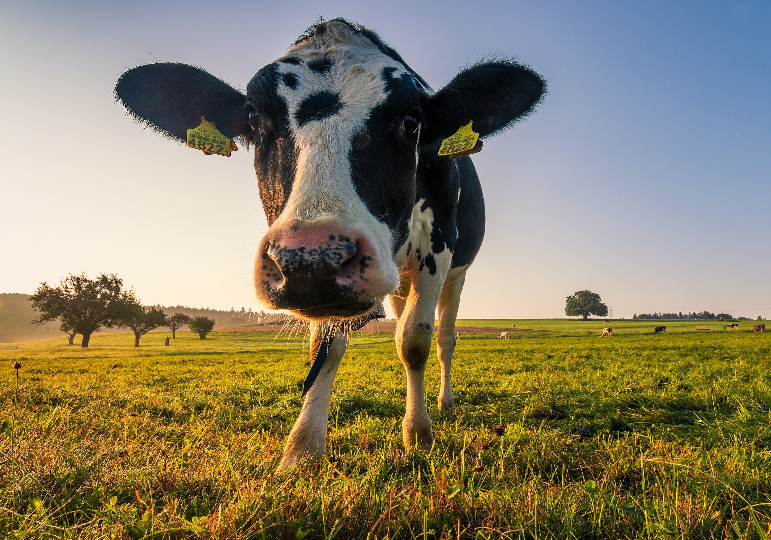 Sustainability and Our Dairy Cows