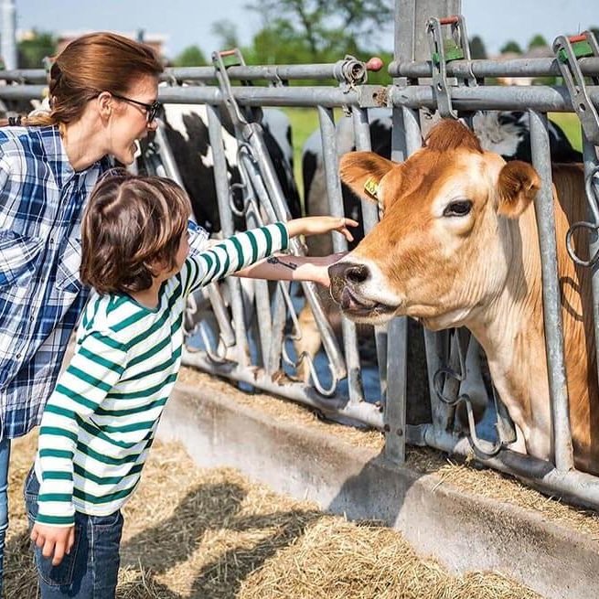 woman and little boy petting tan dairy cow on left